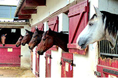 chevaux21-crop-u4289-crop-u1047