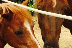 2-têtes-de-poneys