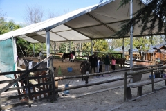 manège